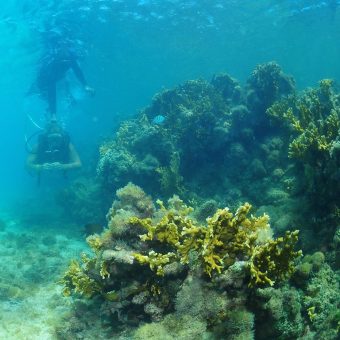 Mergulo nas piscinas naturais de Maragogi