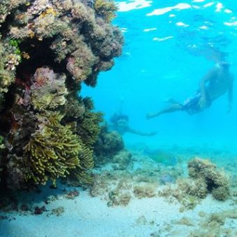 Coral em Maragogi